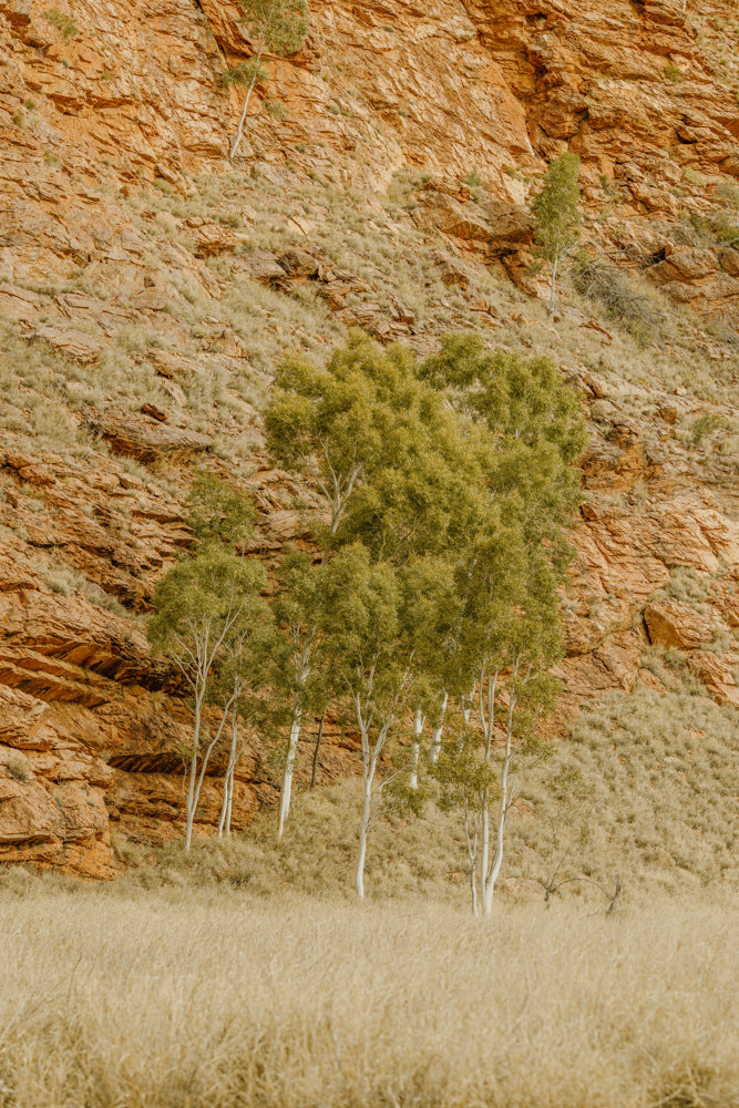 The Dry River's Breath - Honeymoon Gap