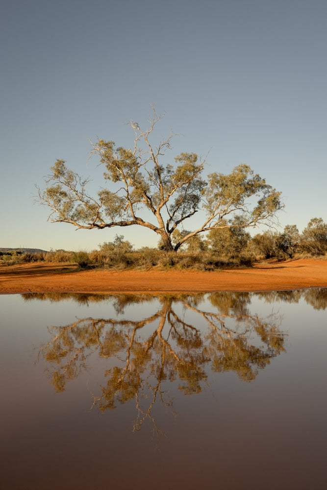 Root and Mirage - Ilparpa Claypans