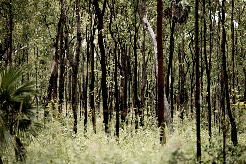 Whispers of the Wet Season