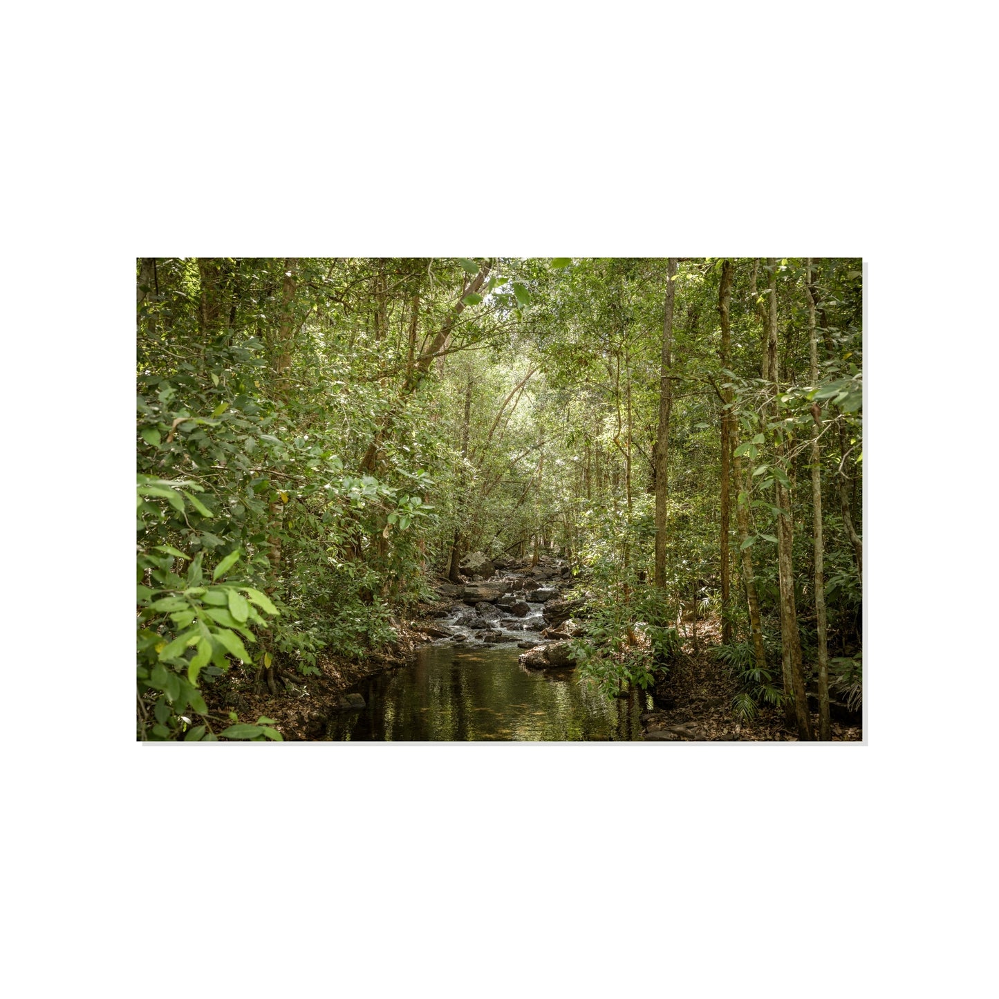 Filtered Path - Litchfield