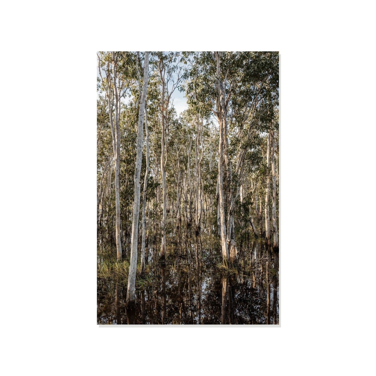 Density in Reflection - Howard Springs