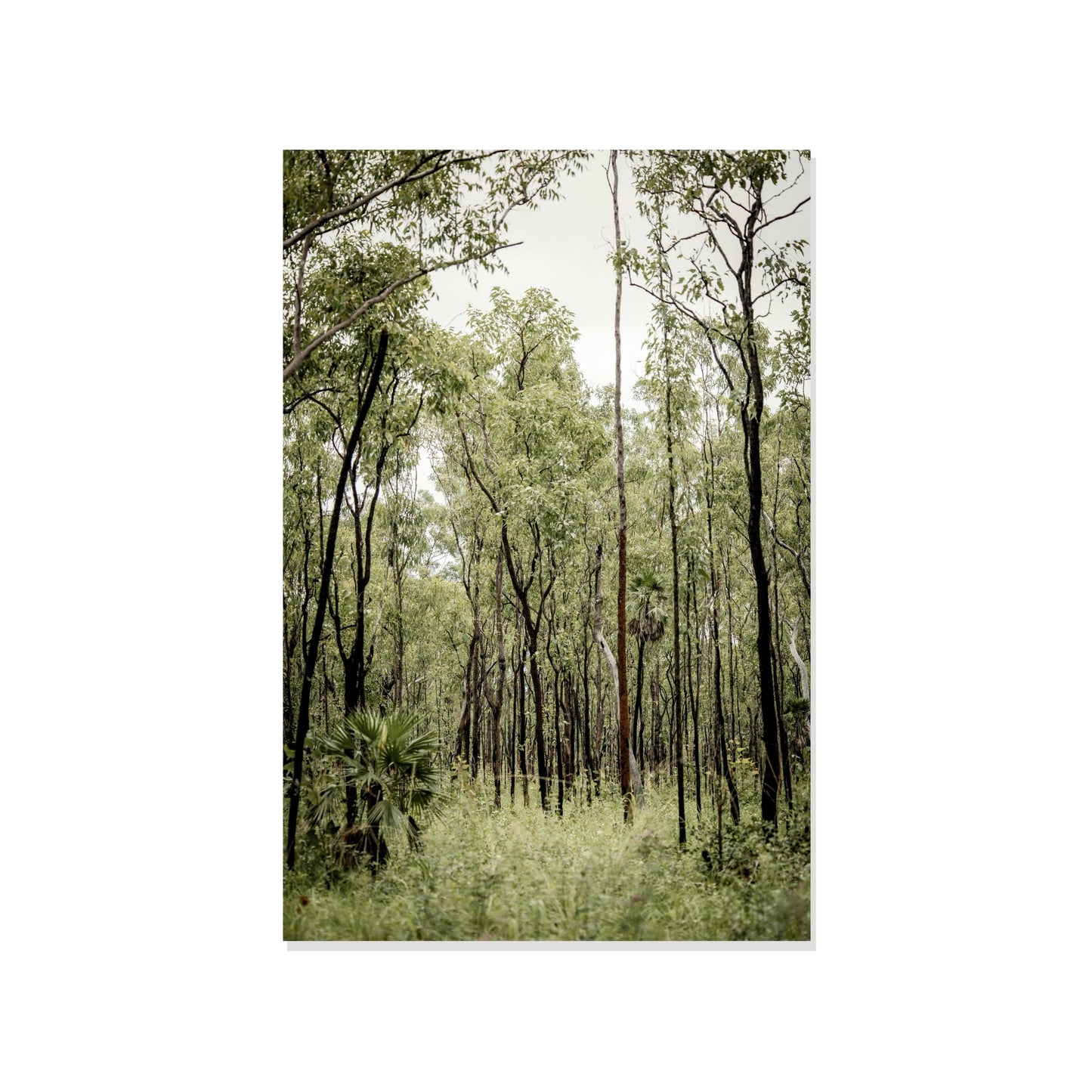 Path Through Green Silence - Kakadu