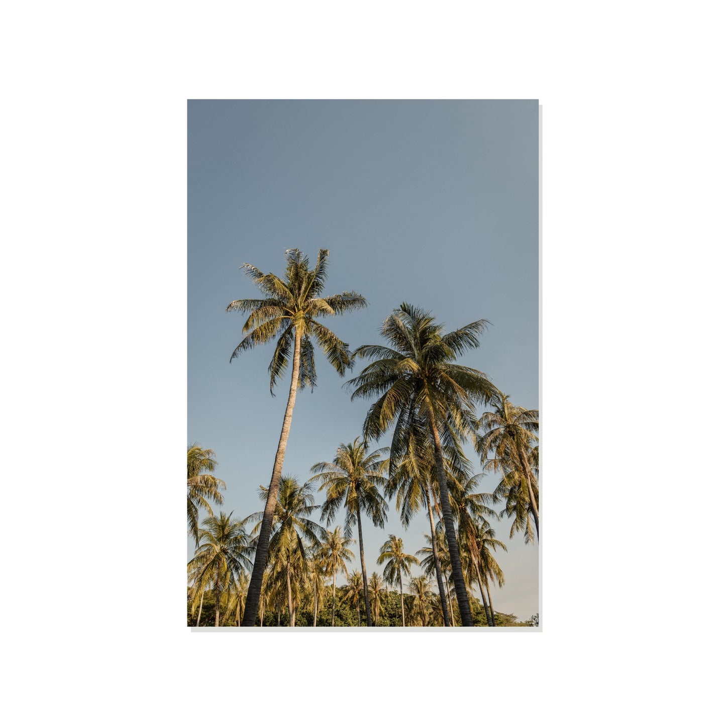 Tropic Array - Darwin