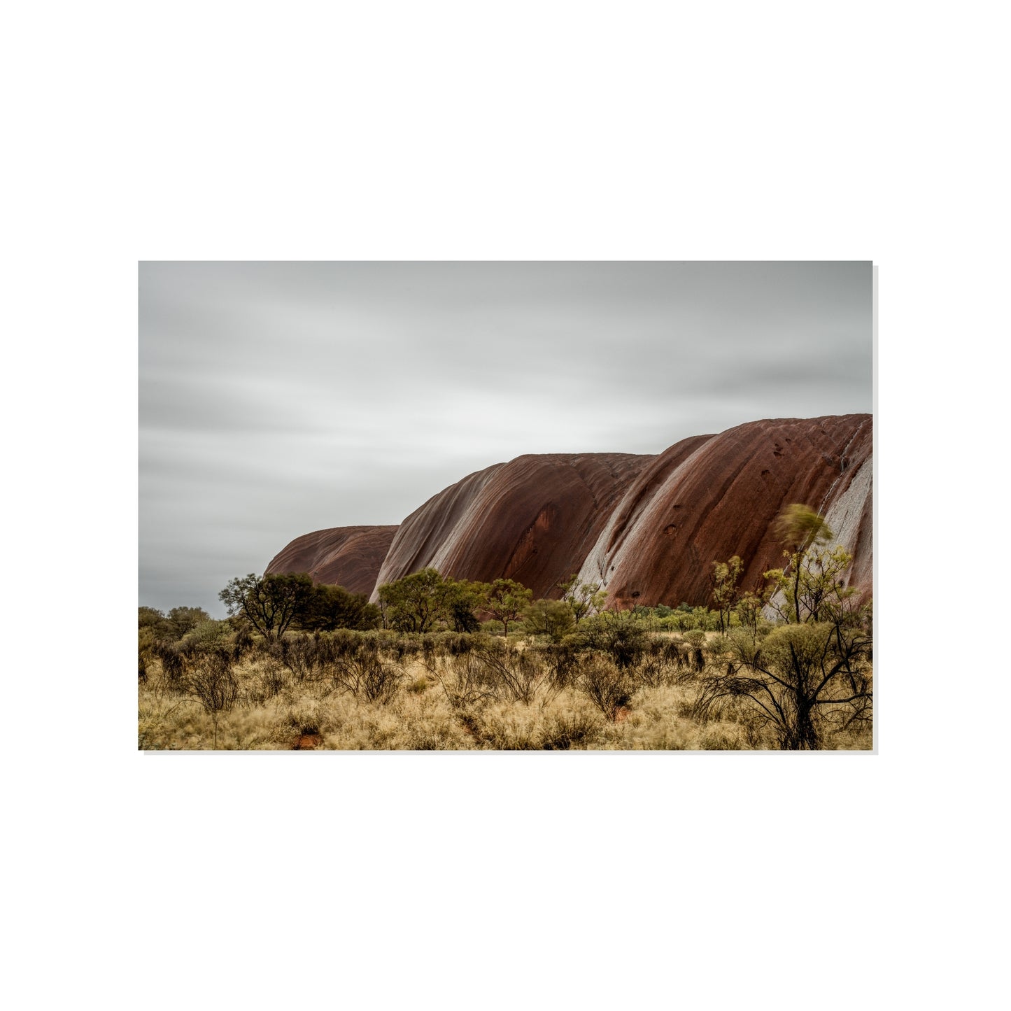 Rain Veins - Uluru