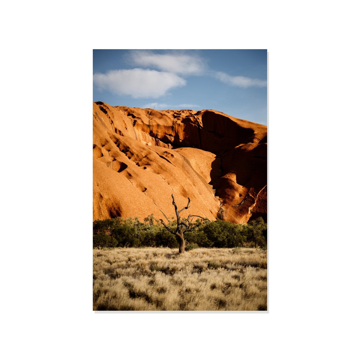 Rooted in Time - Uluru