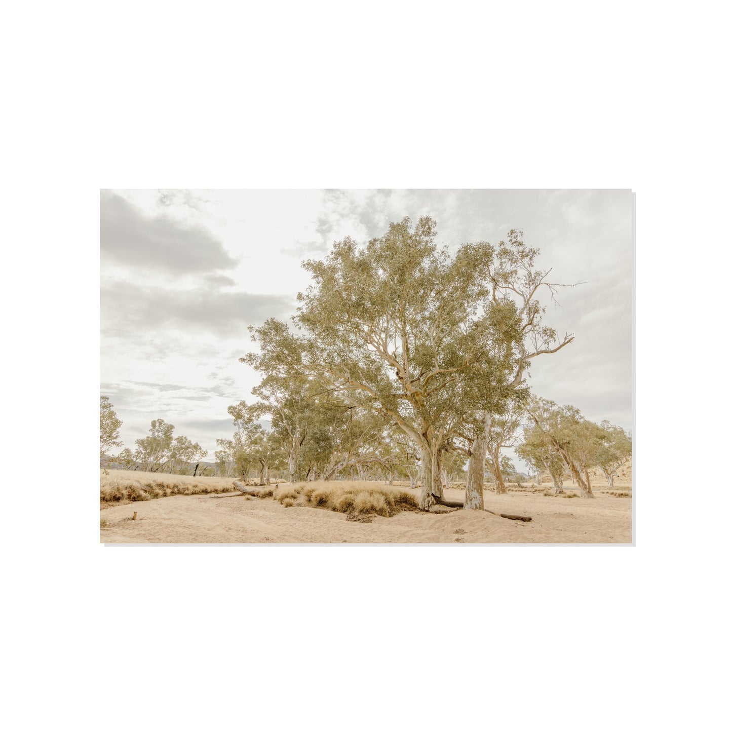 Eucalyptus Chorus - Honeymoon Gap