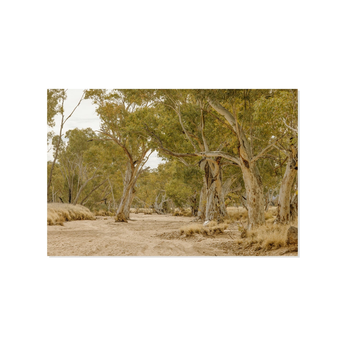 Ghost Gum Cathedral - Honeymoon Gap