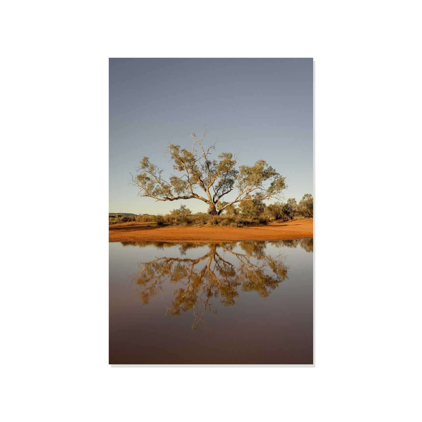 Root and Mirage - Ilparpa Claypans