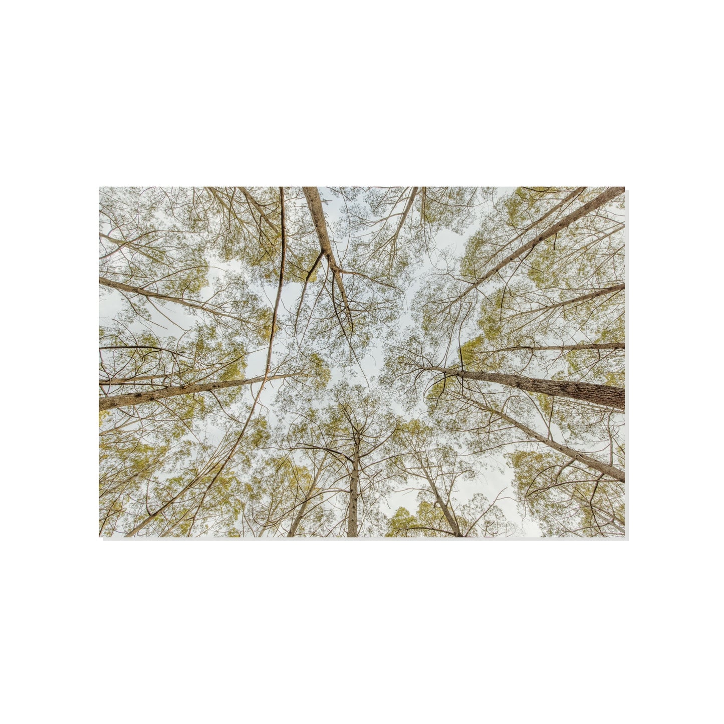 Pine Tree Canopy - Howard Springs Pine Forest
