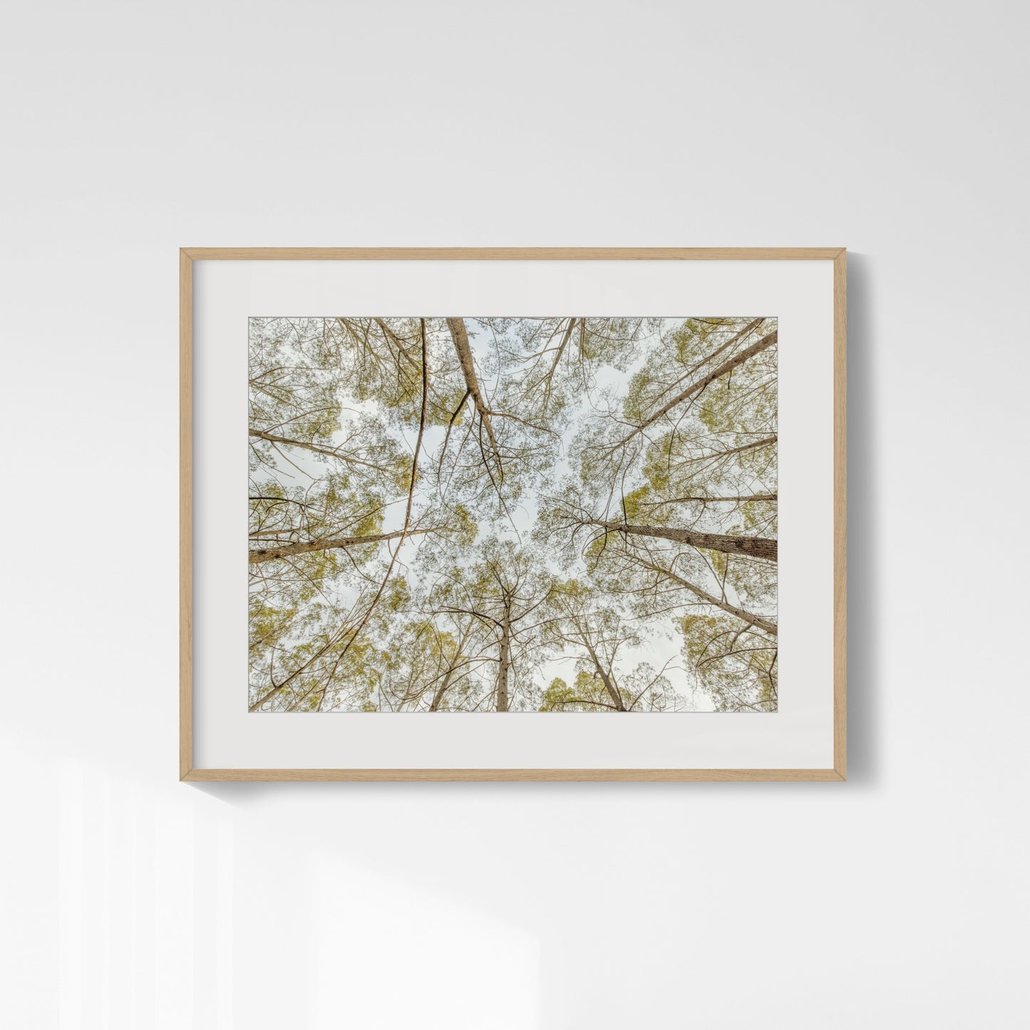 Pine Tree Canopy - Howard Springs Pine Forest