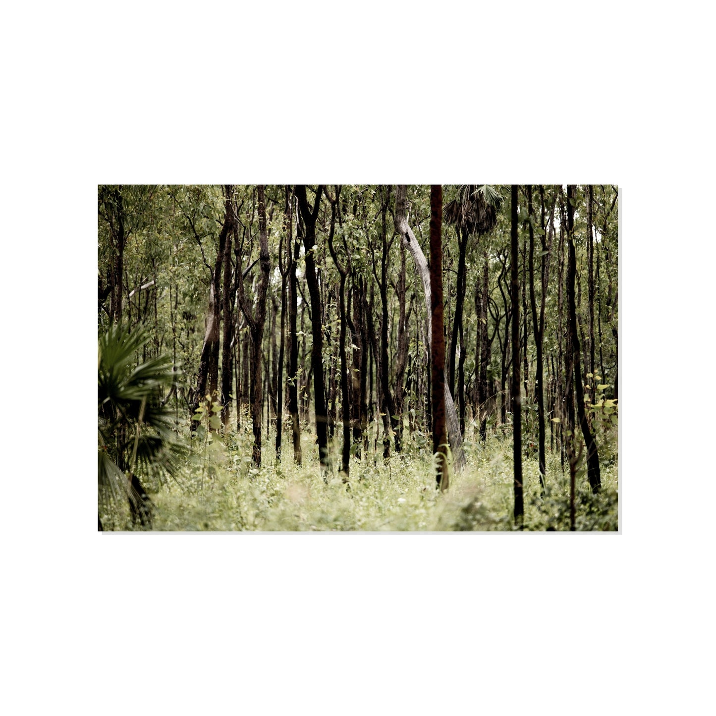 Whispers of the Wet Season