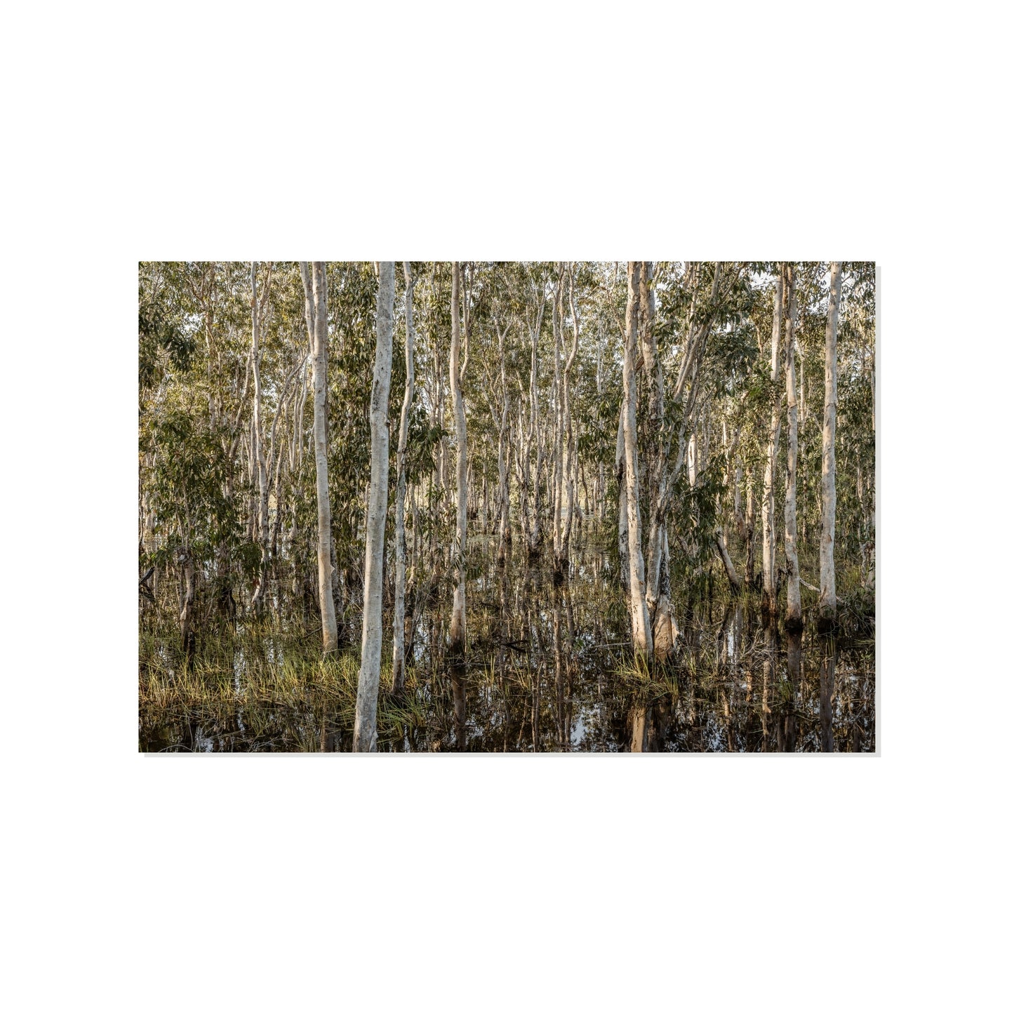 Line Noise - Howard Springs