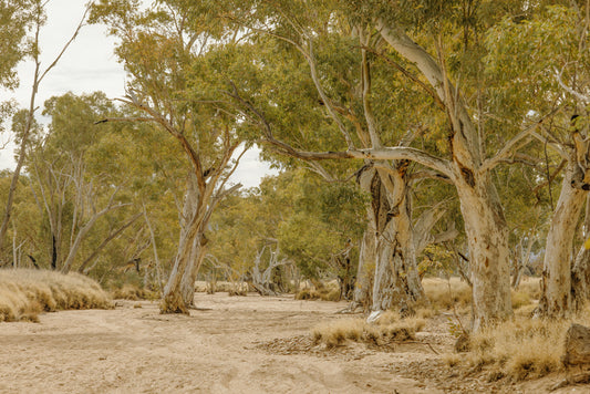 Ghost Gum Cathedral - Honeymoon Gap