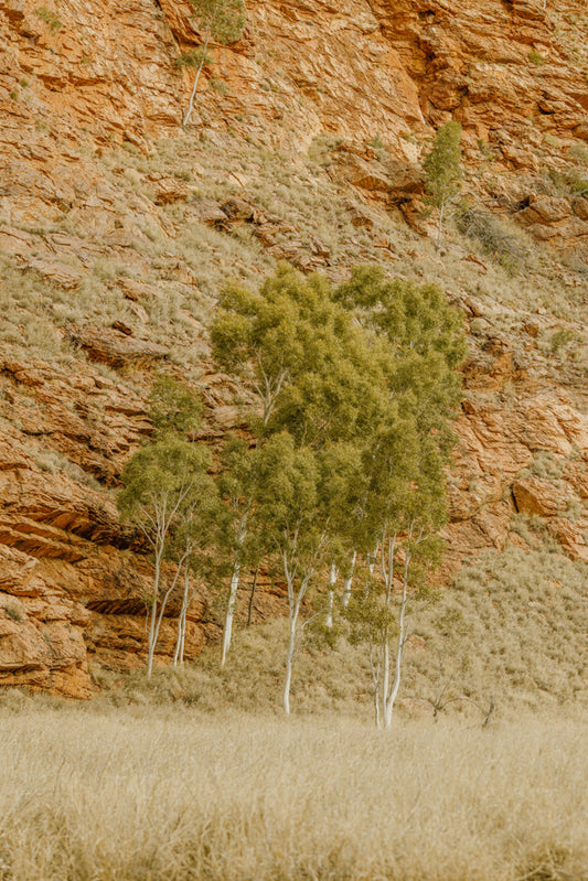 The Dry River's Breath - Honeymoon Gap