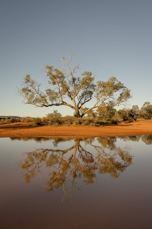 Root and Mirage - Ilparpa Claypans