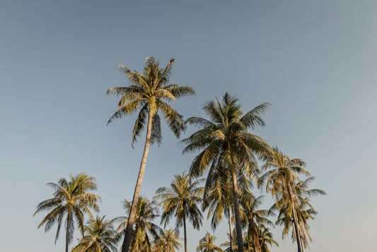 Tropical Calm - Darwin