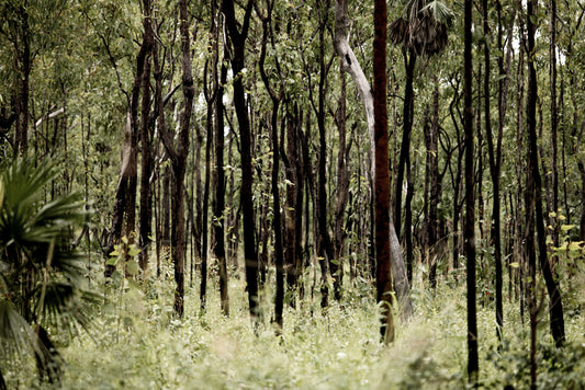 Whispers of the Wet Season