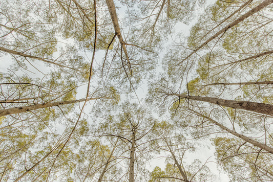 Pine Tree Canopy - Howard Springs Pine Forest