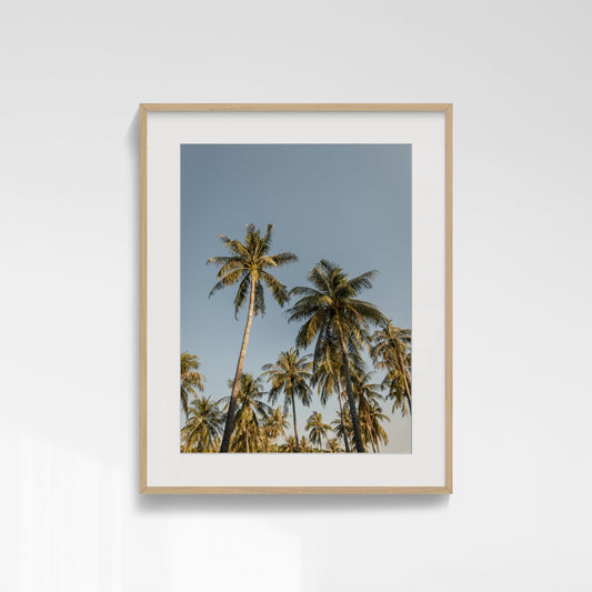 Tropic Array - Darwin