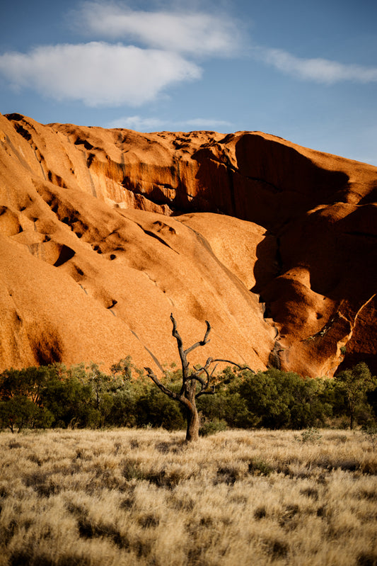 Rooted in Time - Uluru