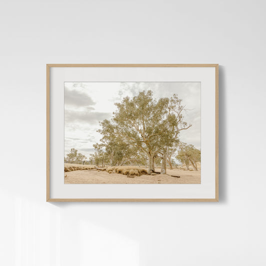 Eucalyptus Chorus - Honeymoon Gap