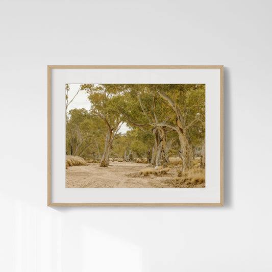 Ghost Gum Cathedral - Honeymoon Gap