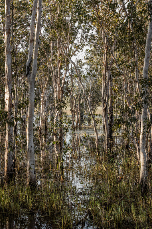 Retreating Structure - Howard Springs