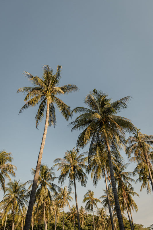 Tropic Array - Darwin