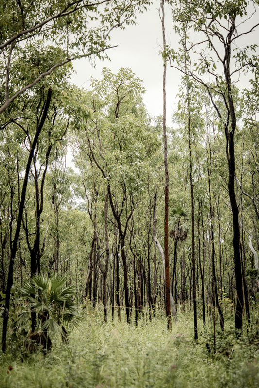Path Through Green Silence - Kakadu
