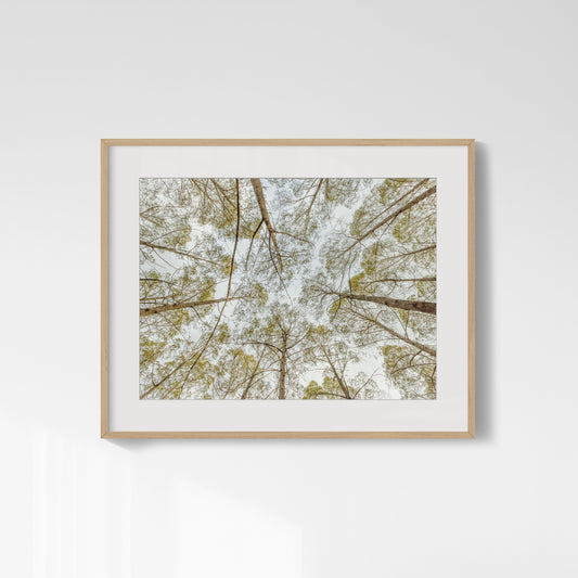 Pine Tree Canopy - Howard Springs Pine Forest